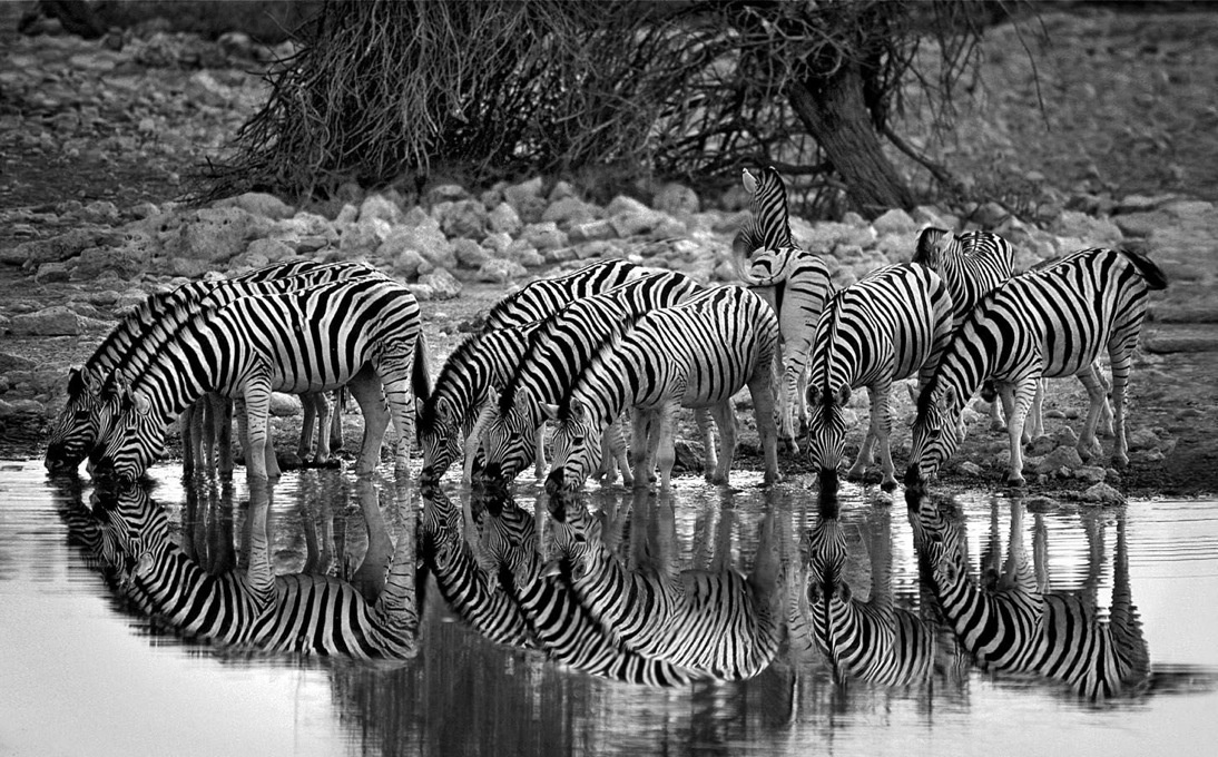 Zebras and reflection